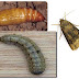 Berikut Pengertian Dari Ulat Tanah (Agrotis sp.)
