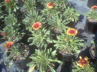 Blanket Flower