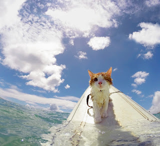 Impresionante gato tuerto que ama nadar y surfear en Hawái