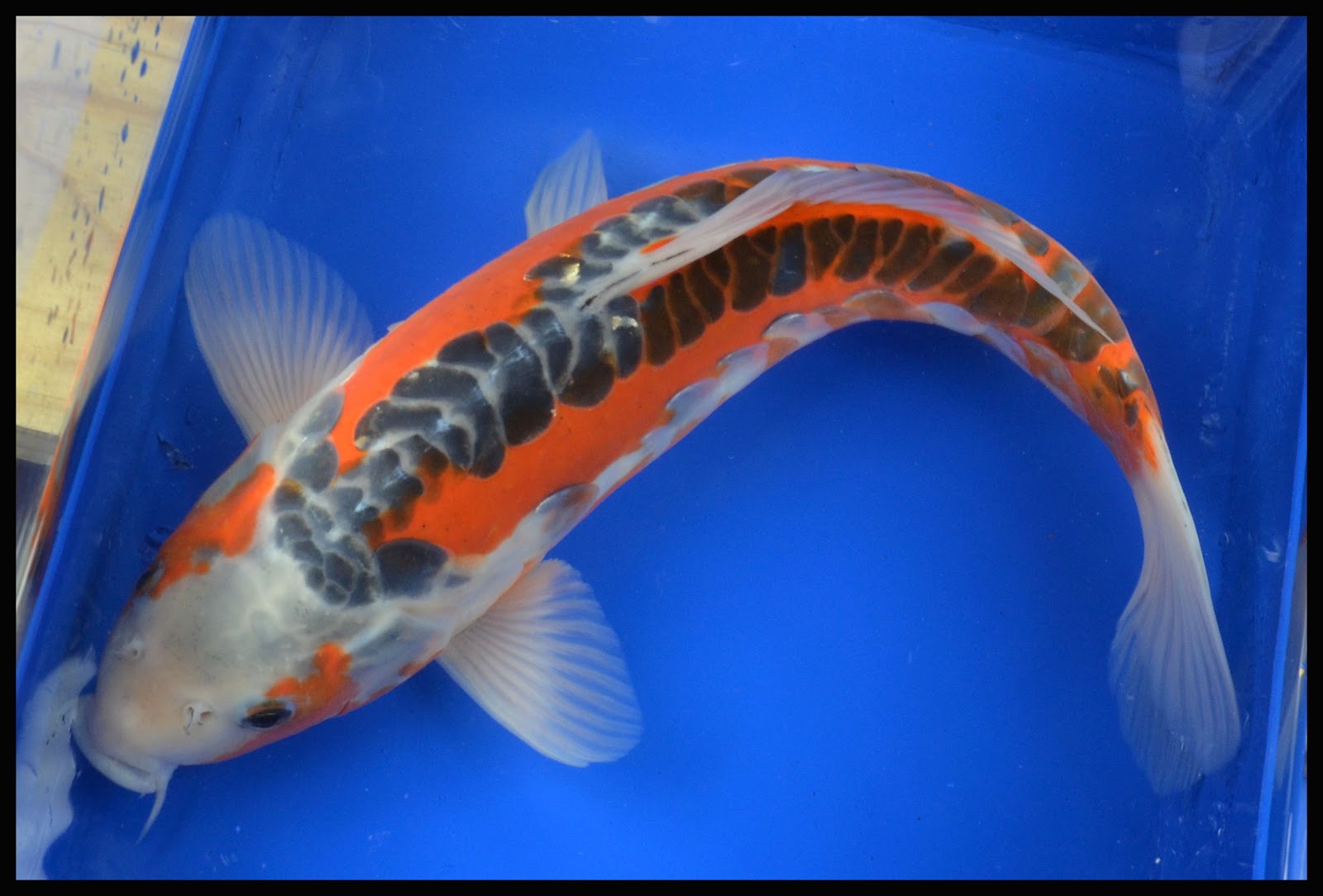 Koi To The World: Featured KOI - 12" Shusui Bred By Blackwater Creek