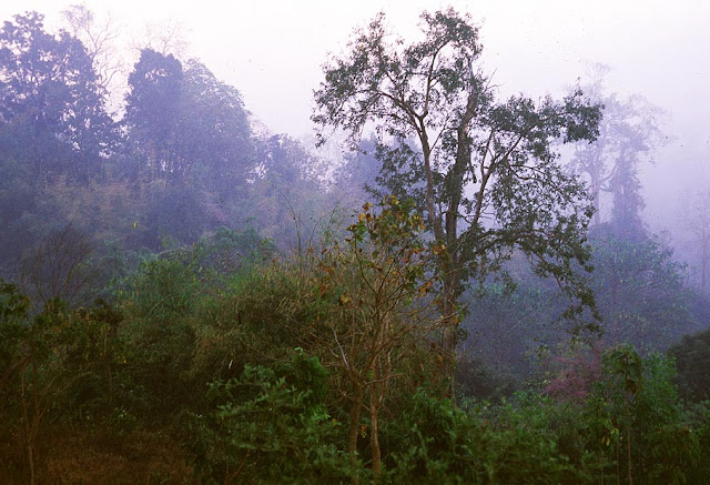 national park forest