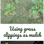 How to mulch with grass clippings