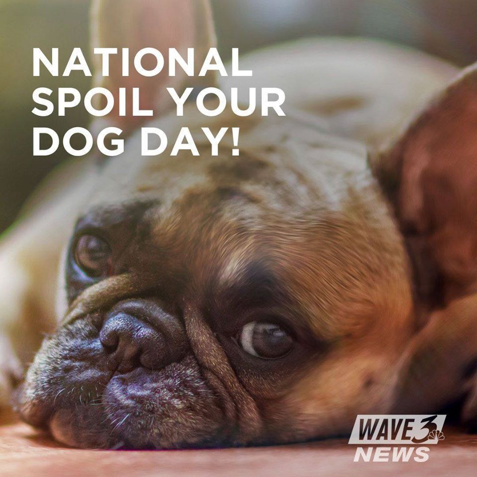 National Spoil Your Dog Day