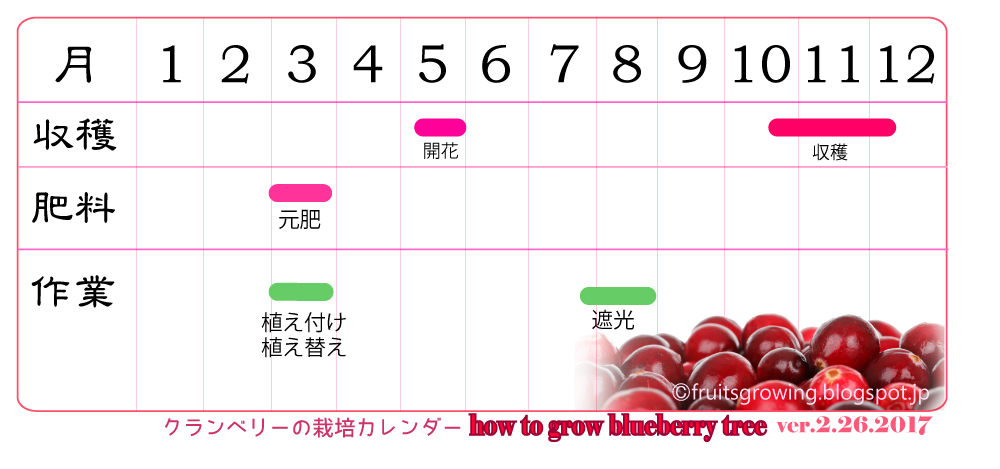 絶対枯れない 鉢植えクランベリーの育て方 おいしい鉢植え果樹の栽培育て方 自宅を果樹園に