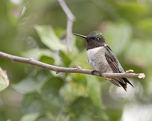 Ruby-throated Hummingbird, San Angelo S.P., ©2008 Jim Miller