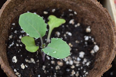 vegetable seedling