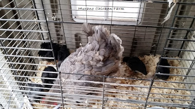 the broody cage