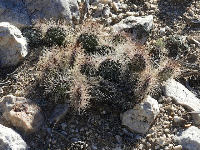 25: prickly pear