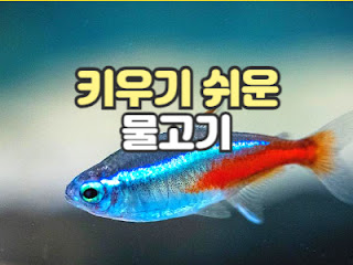 키우기 쉬운 물고기