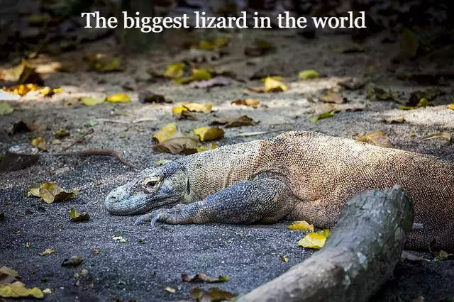 Komodo Dragon -The biggest lizard in the world