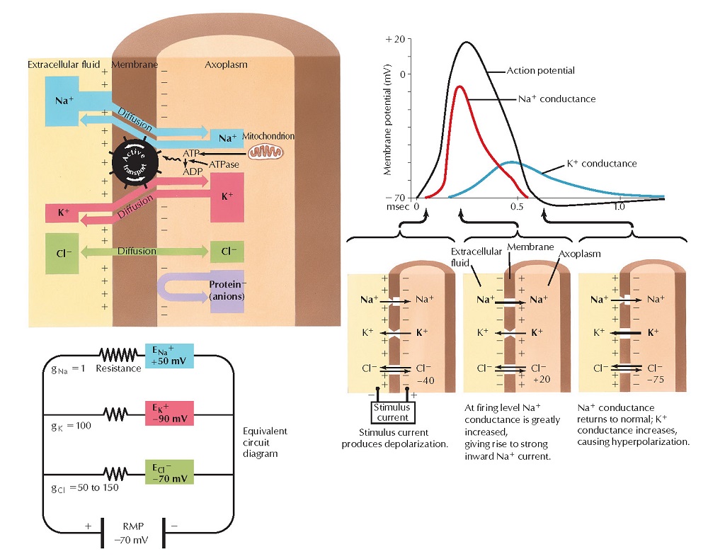 Resting Membrane and Action Potentials