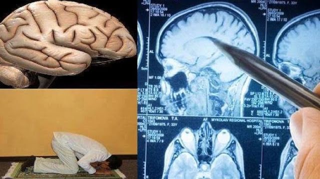 Ternyata Otak Manusia Berbentuk Orang Sedang Sujud 