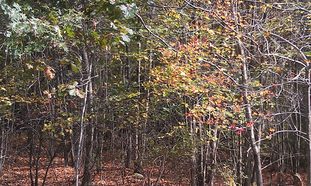 Fall leaves falling near reservoir 