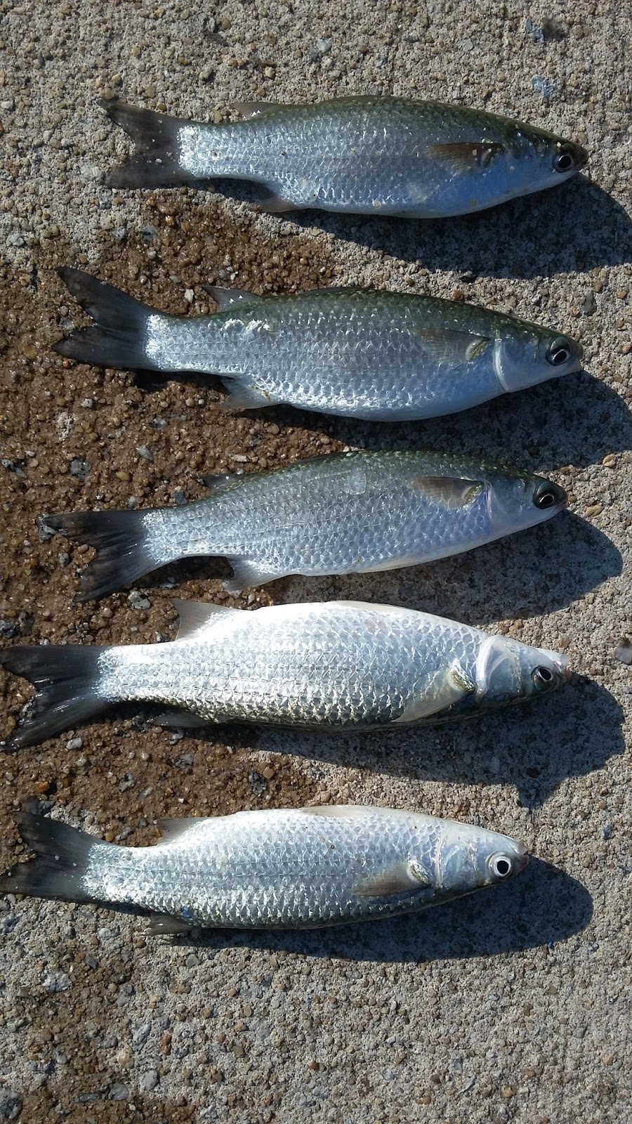 Haruan Sakit: Cara memancing ikan belanak a.k.a loban.