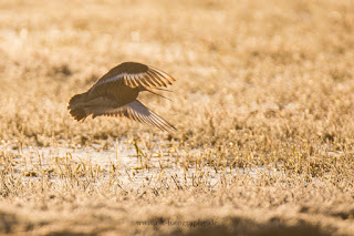 Wildlifefotografie Uferschnepfe