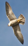 peregrine-falcon-2-18-05-mi