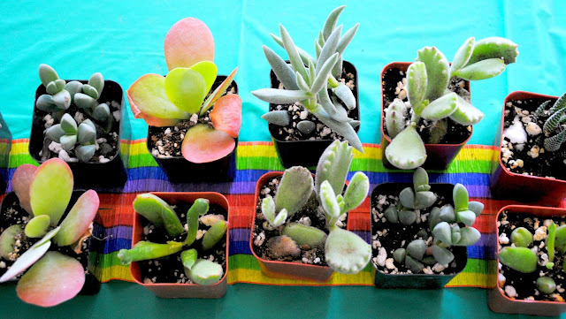 Succulents are lined up and ready for to party at Fizzy Party's workshop