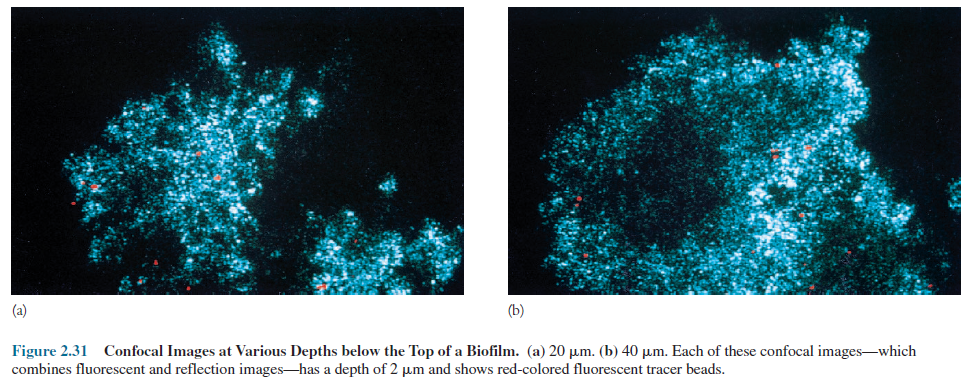 Confocal Images at Various Depths below the Top of a Biofilm