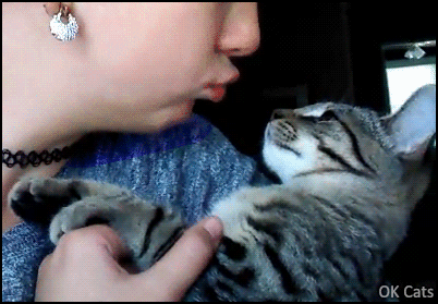 Crazy Cat GIF • Be polite to your cat!  Don't mess with him, he can bite your nose repetitively [ok-cats.com]