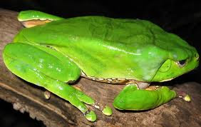 Perereca-Kambô (Phyllomedusa bicolor)