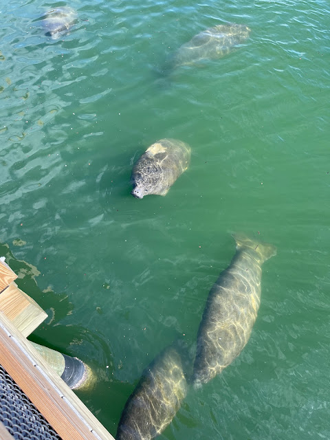 manatee group