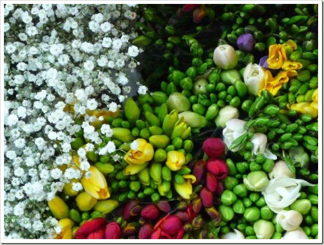 flowers 1