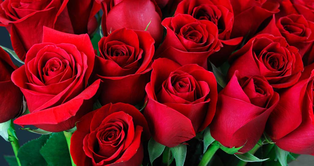 Red rose flower images hd - beautiful flower images download - rose wallpaper rose flower images download - NeotericIT.com