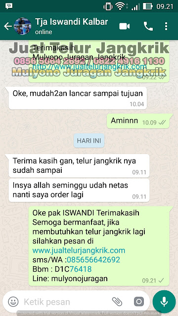 budidaya jangkrik, cara beternak jangkrik, cara budidaya jangkrik, cara ternak jangkrik, jual telur jangkrik, ternak jangkrik