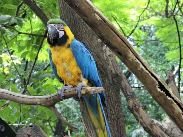 Guacamaya de color amarillo y azul