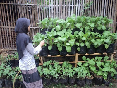 Cara Bercocok Tanam Sayuran Kebun Naya