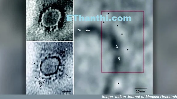 யாருடைய ரத்தத்தில் இருந்து கொரோனா