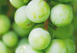 cotton candy grapes 12