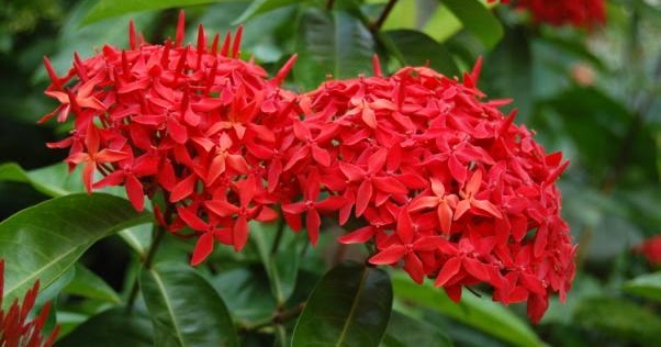 ASRI Tanaman Ixora Coccinea Soka 