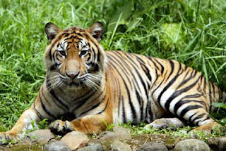 Kumpulan Gambar Harimau Sumatera