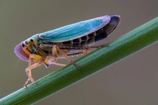 Insólita forma de eliminar orina de estos insectos, propulsan gotas de orina como catapultas para ahorrar energía