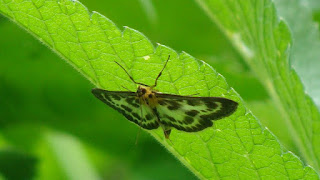 Anania hortulata DSC19355