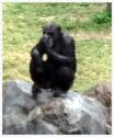 My Monkey Button