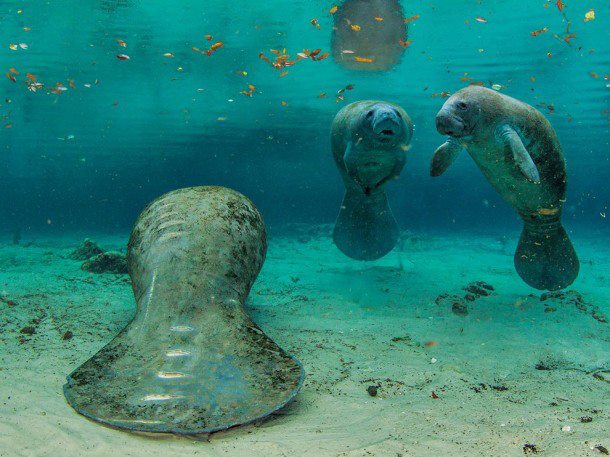 Manatee of Pacific Ocean