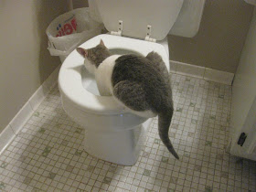 cat drinking out of toilet, wet seat
