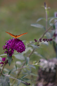 Butterfly on butterfly bush.
