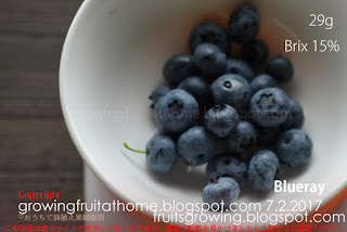 ブルーベリーブルーレイの収穫 Blueberry Blueray
