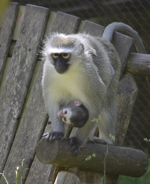 vervet mom and baby at the Columbus Zoo