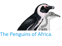 http://sciencythoughts.blogspot.co.uk/2012/01/penguins-of-africa.html