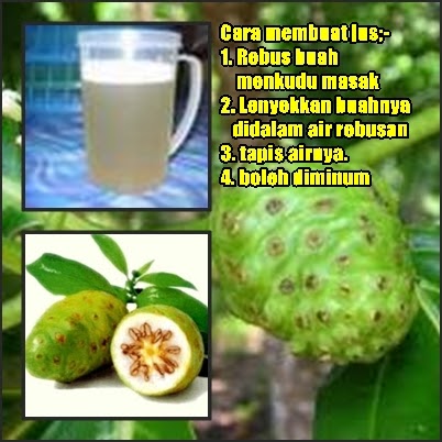 URUT TRADISIONAL: KHASIAT BUAH MENGKUDU