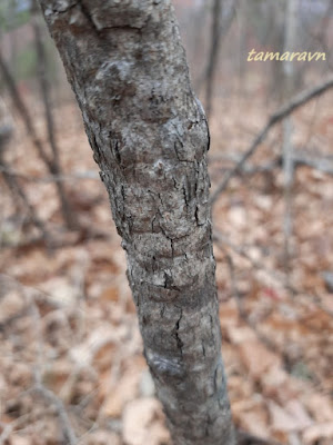 Липа амурская (Tilia amurensis)