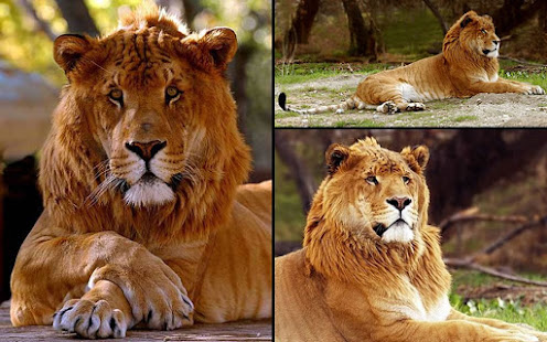 Big Cat Hybrids by Omar Cherif, One Lucky Soul