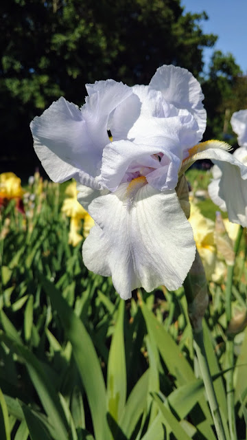 Півники. Ботанічний сад Пресбі. Монтклер. Нью-Джерсі (Presby Memorial Iris Gardens, Montclair, NJ)