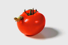 Hunting and feeding (19 pics), Caterpillars devouring a tomato