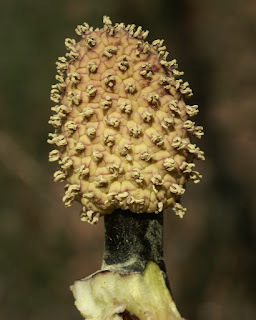 Symplocarpe fétide - Chou Puant - Symplocarpus foetidus