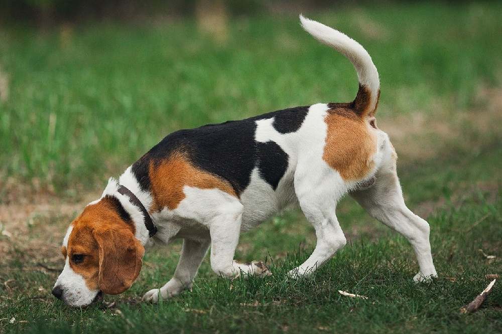 Este beagle no está editado genéticamente, pero con la ayuda de algunas de sus células de la piel se puede hacer un clon genéticamente modificado y más saludable